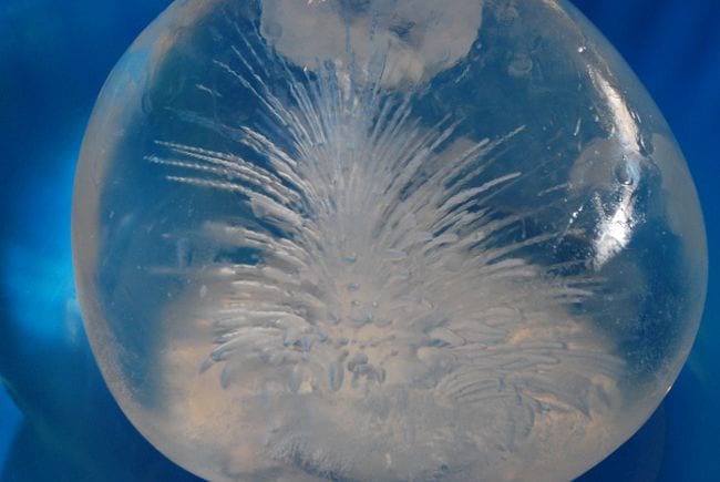 Freezing Dandelion Bouquets- balloon experiments