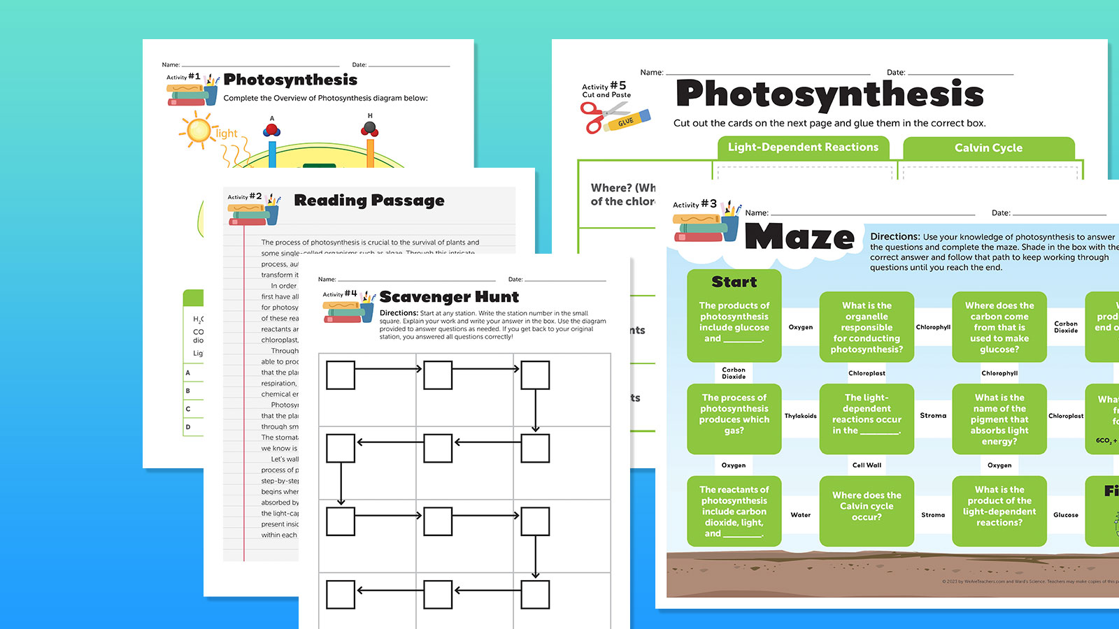 photosynthesis bundle