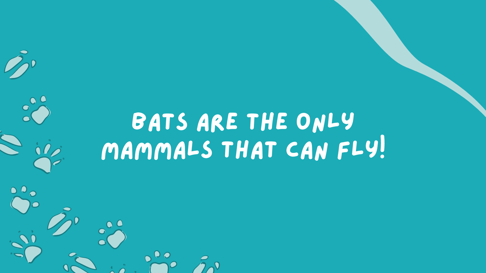 Bats are the only mammals that can fly!