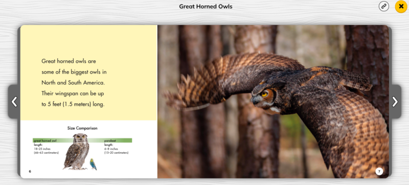 Sample page from Great Horned Owls showing an example of a comparison